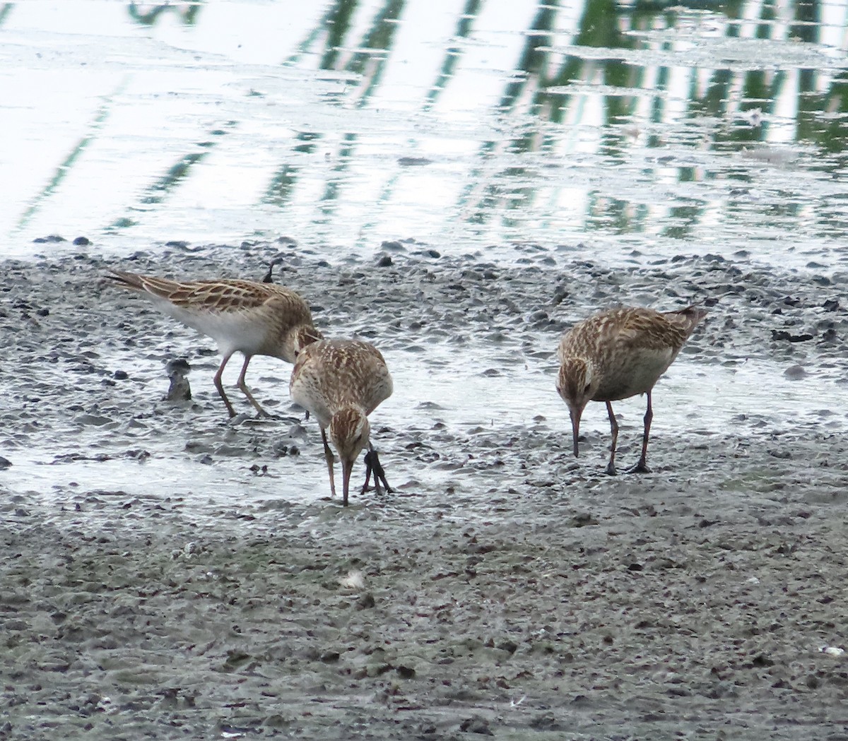 jespák skvrnitý - ML646937107