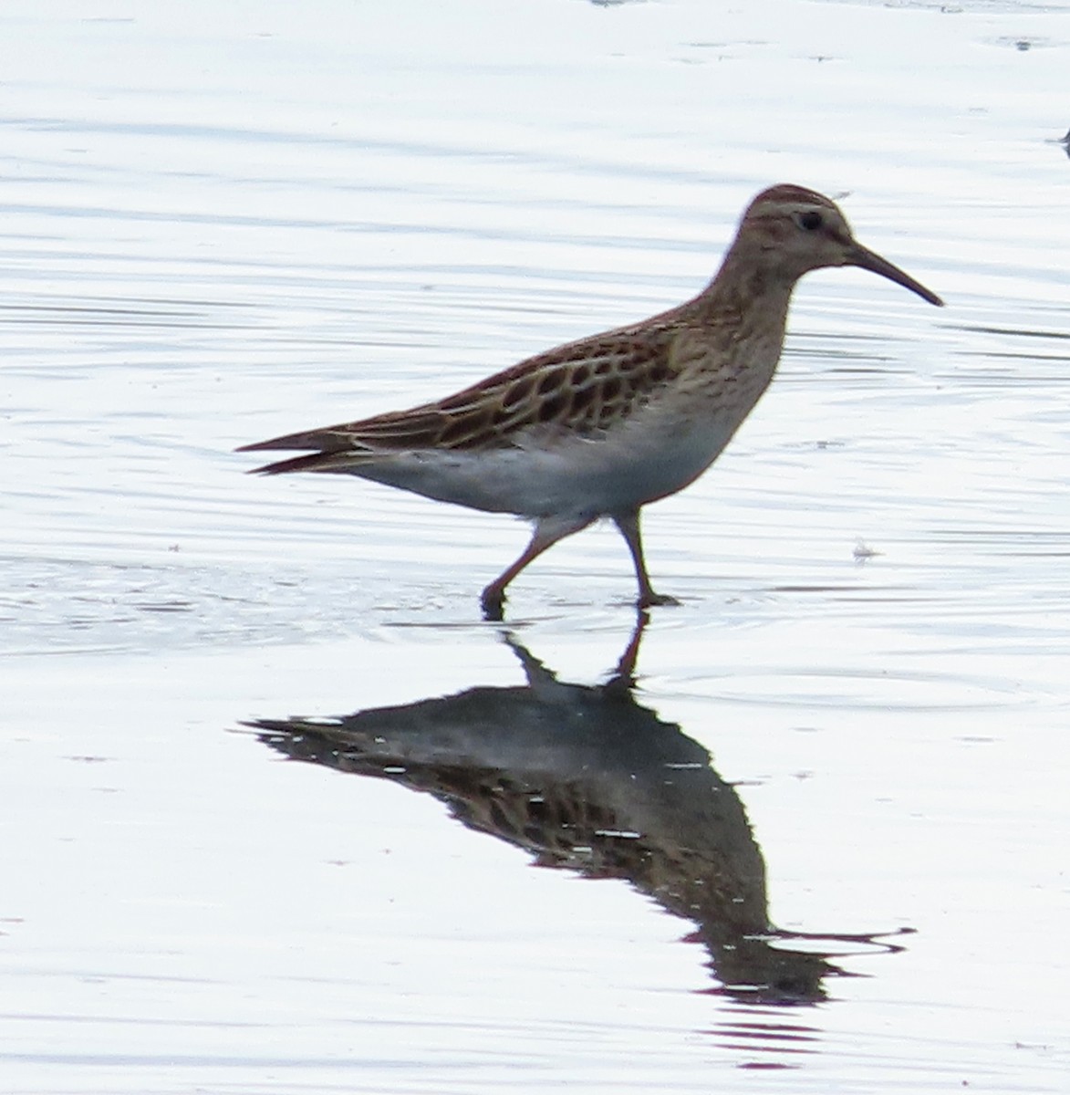 jespák skvrnitý - ML646937108