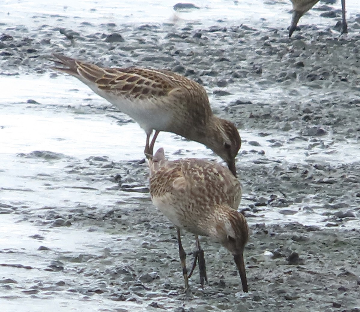 jespák skvrnitý - ML646937109