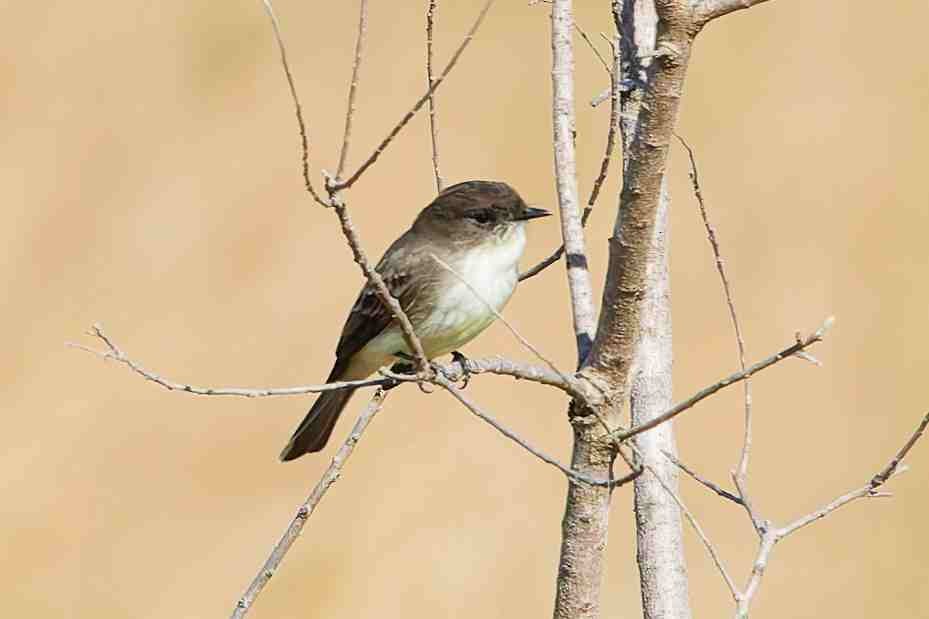 tyranovec domácí - ML646937110