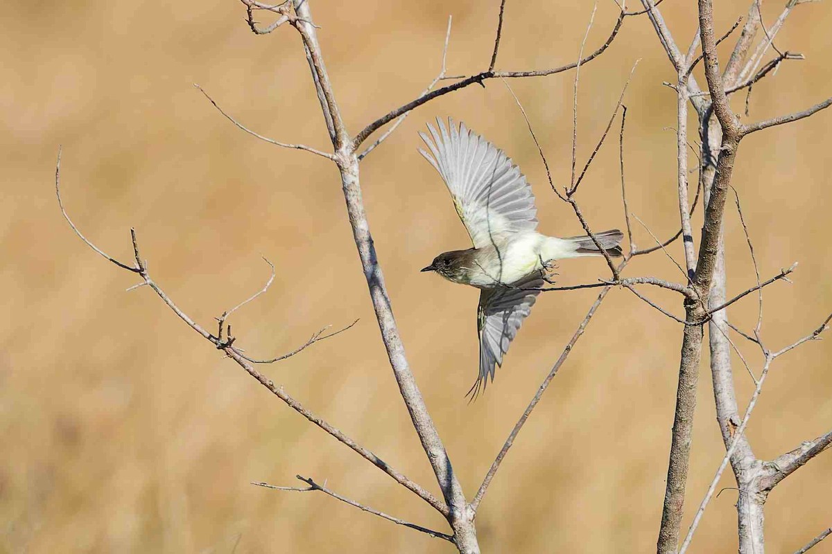 tyranovec domácí - ML646937111