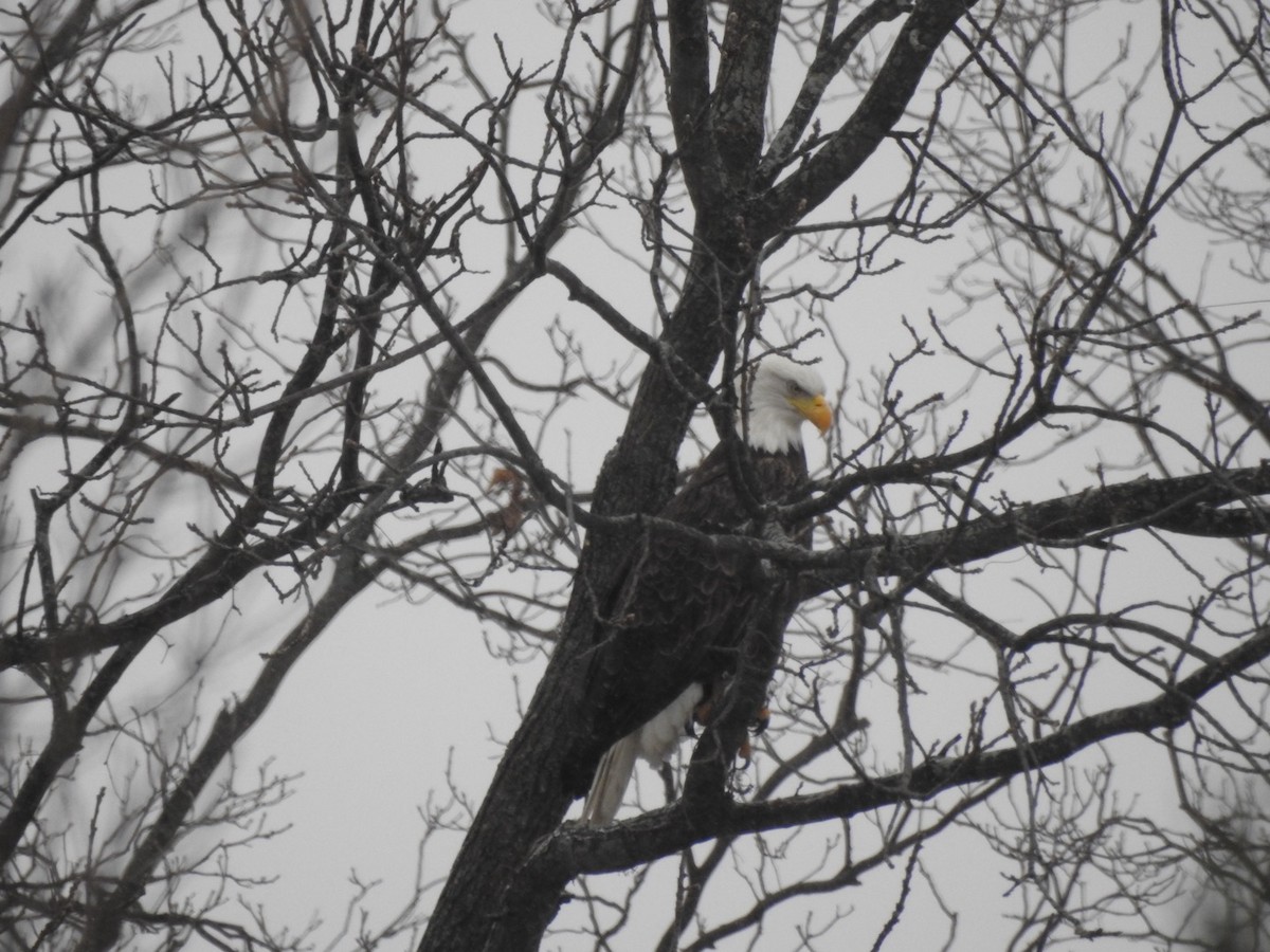 orel bělohlavý - ML646937112