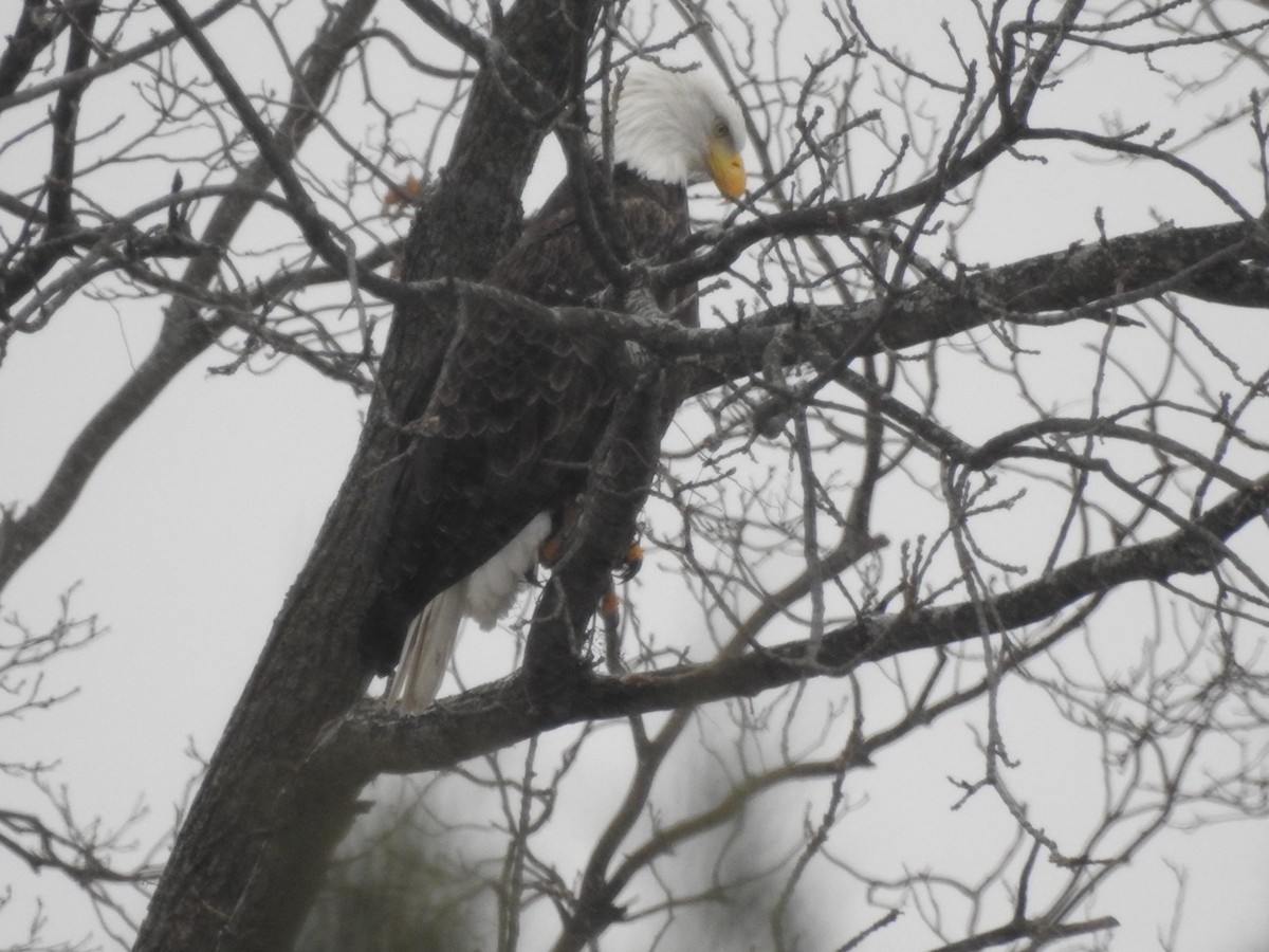 orel bělohlavý - ML646937113