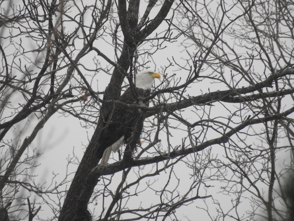 orel bělohlavý - ML646937114