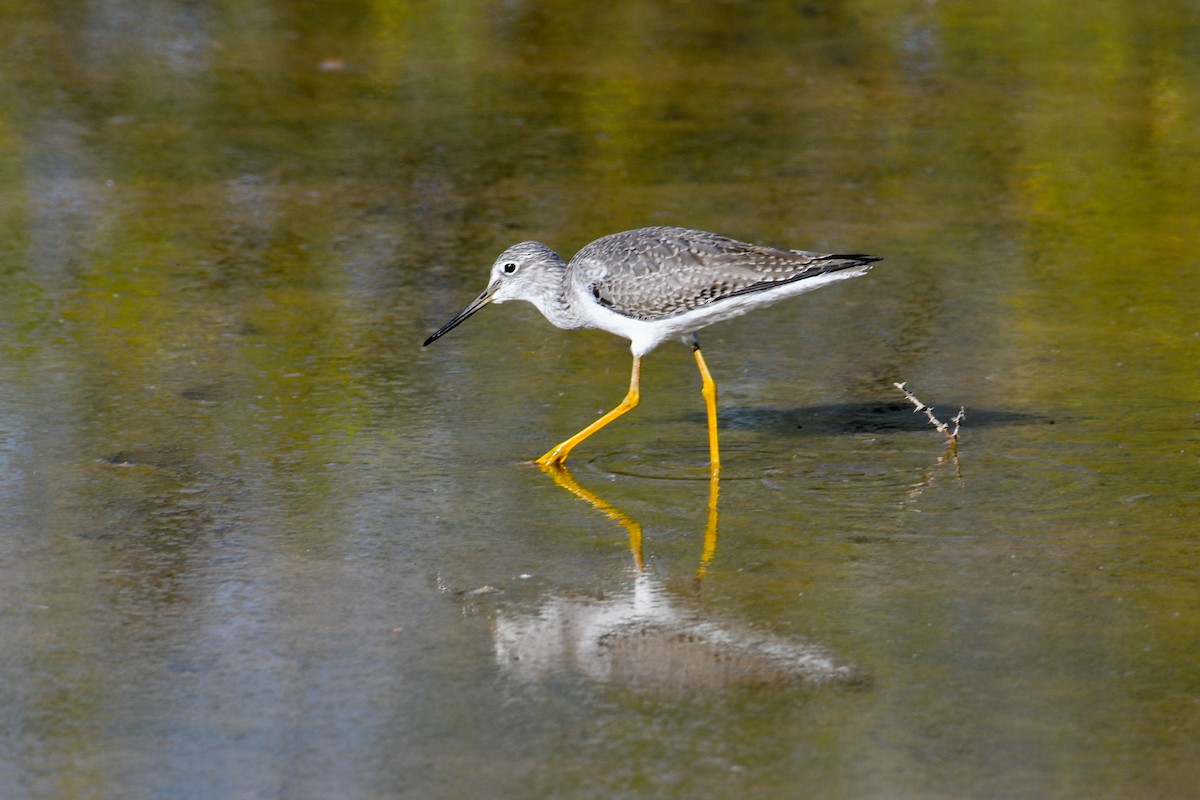Greater Yellowlegs - ML646937115