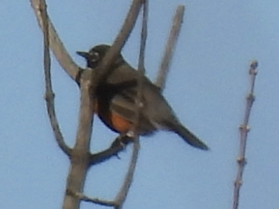 American Robin - ML646937117