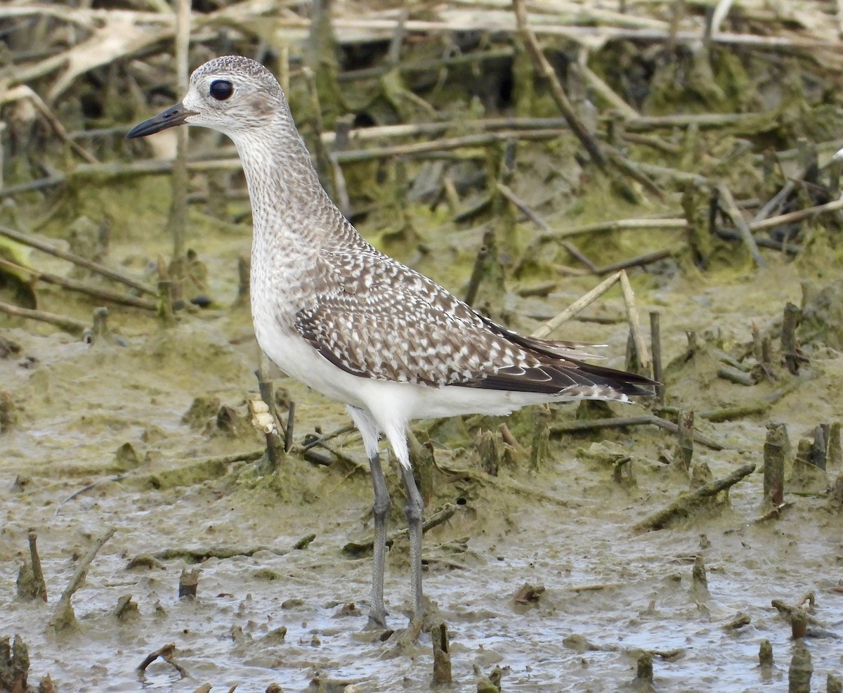 灰斑鴴 - ML646937118