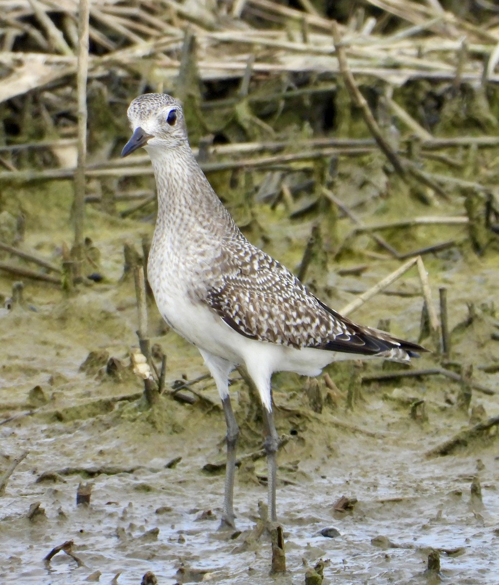 灰斑鴴 - ML646937119