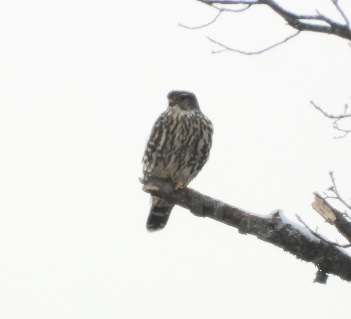 Merlin - ML646937125