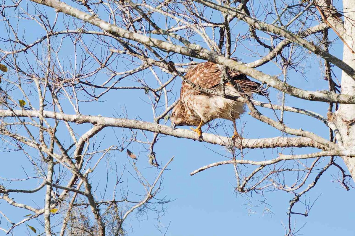 Red-shouldered Hawk - ML646937128