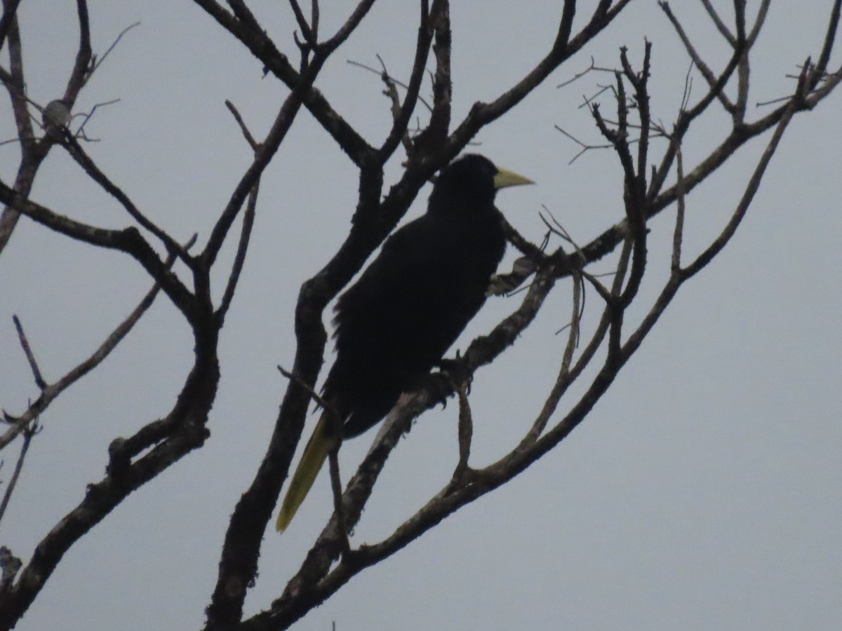 Crested Oropendola - ML646937129
