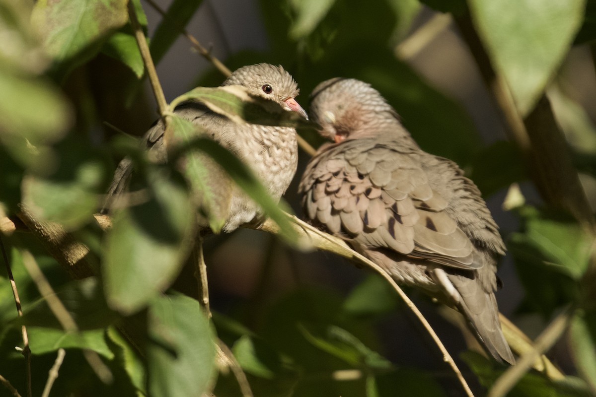 Serçe Kumrusu - ML646937130