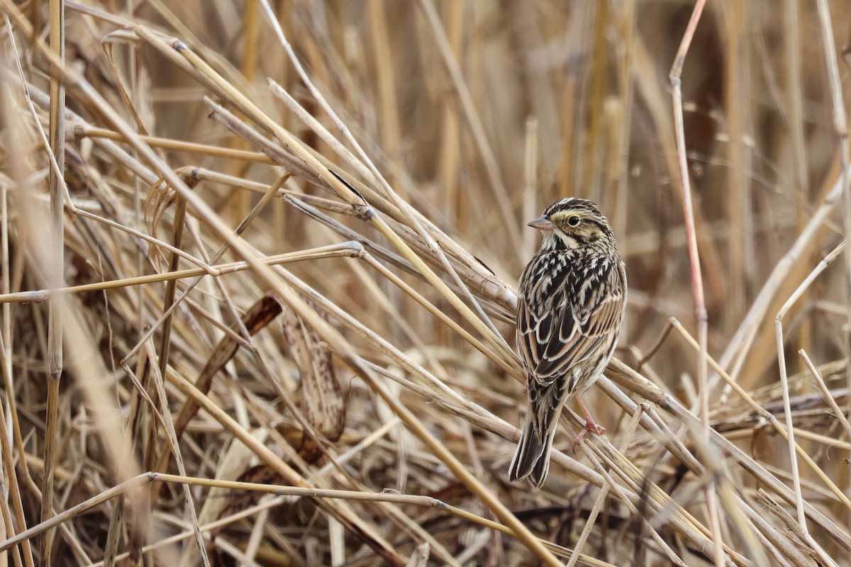 Savannah Sparrow - ML646937132