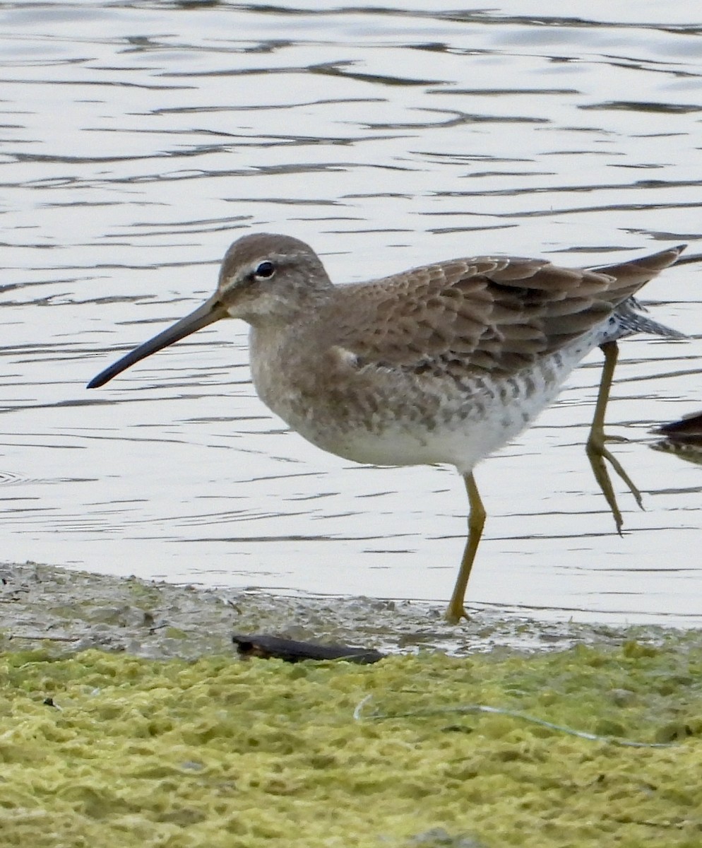 長嘴半蹼鷸 - ML646937134