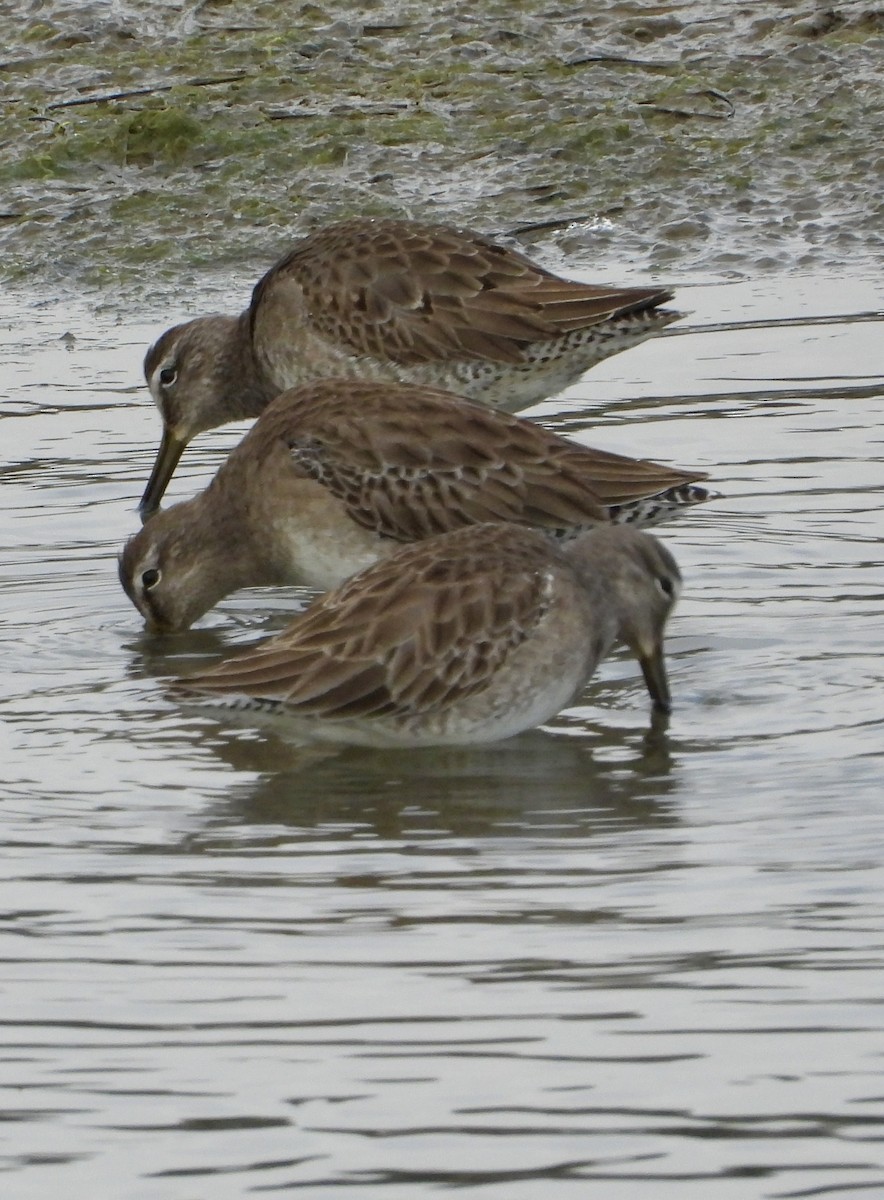 長嘴半蹼鷸 - ML646937135