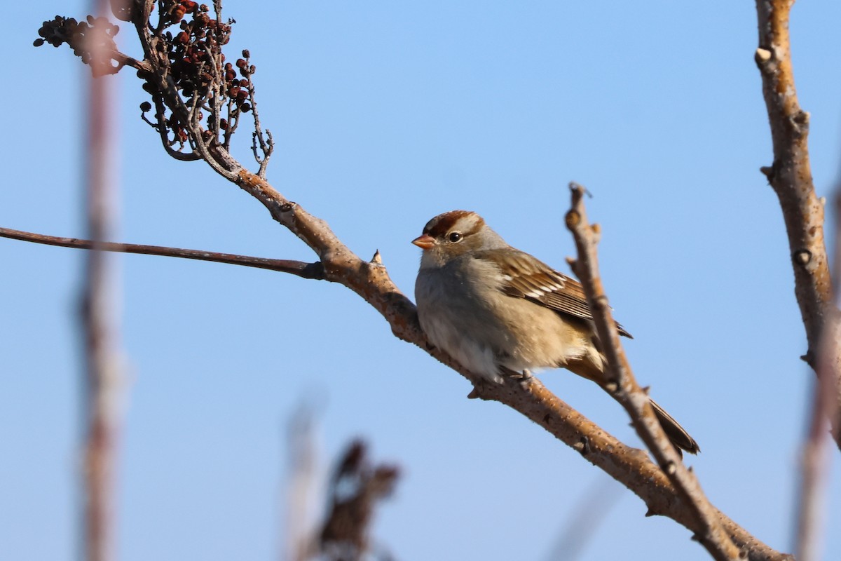 White-crowned Sparrow - ML646937139