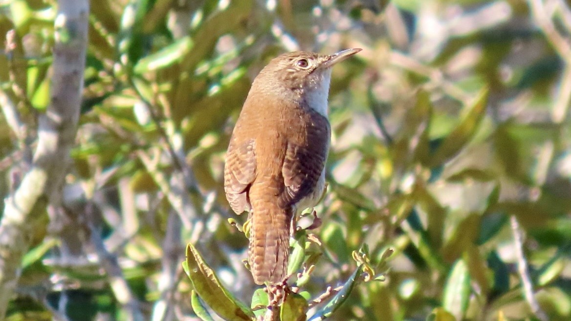Northern House Wren - ML646937146