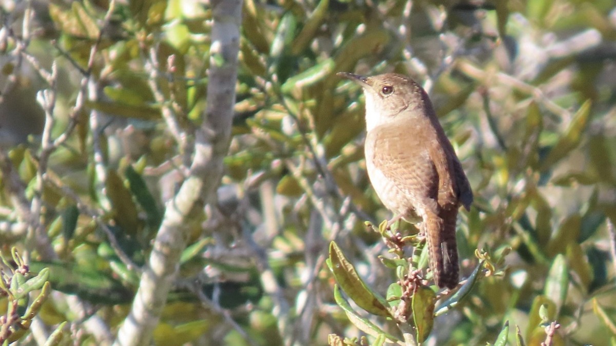 Northern House Wren - ML646937147