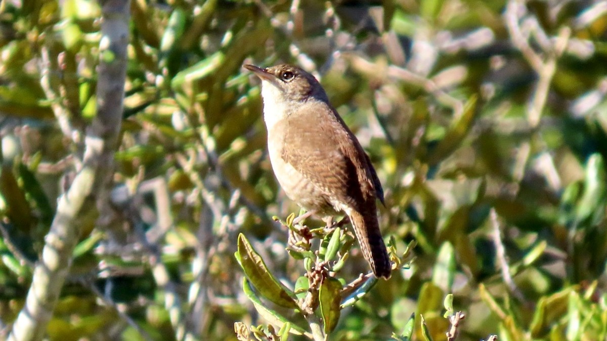 Northern House Wren - ML646937148