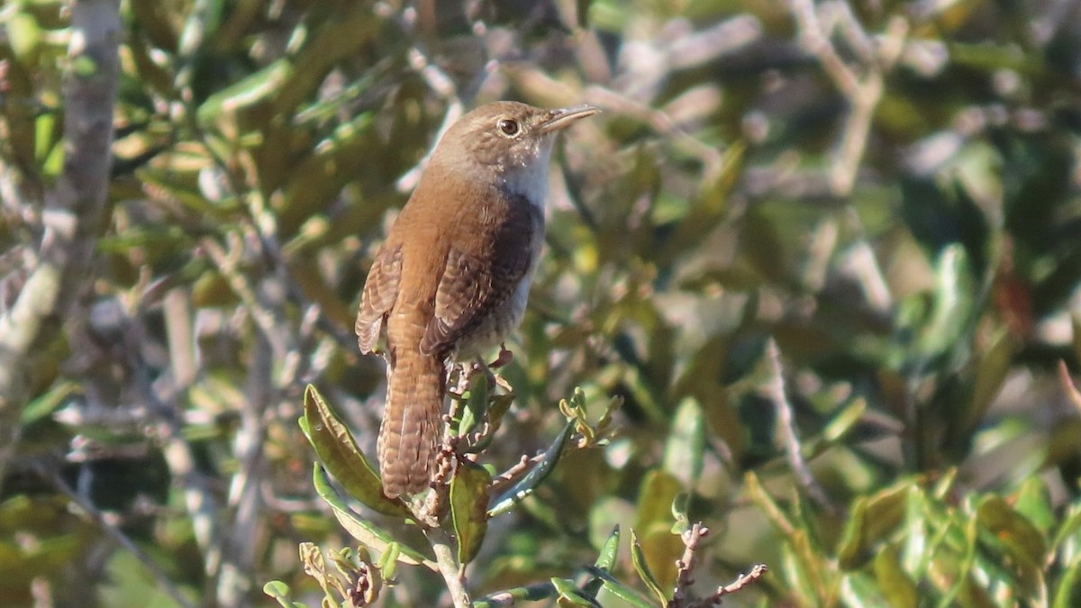 Northern House Wren - ML646937149