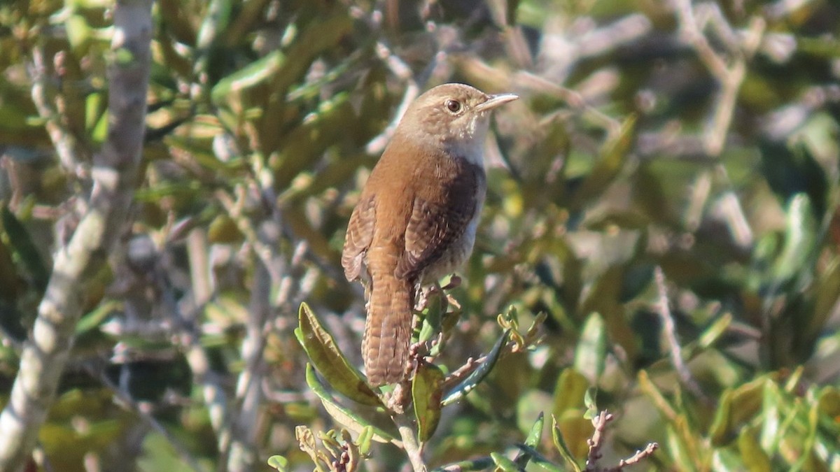 Northern House Wren - ML646937150