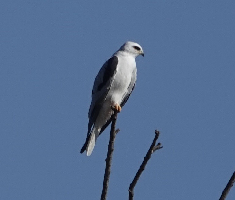 White-tailed Kite - ML646937151