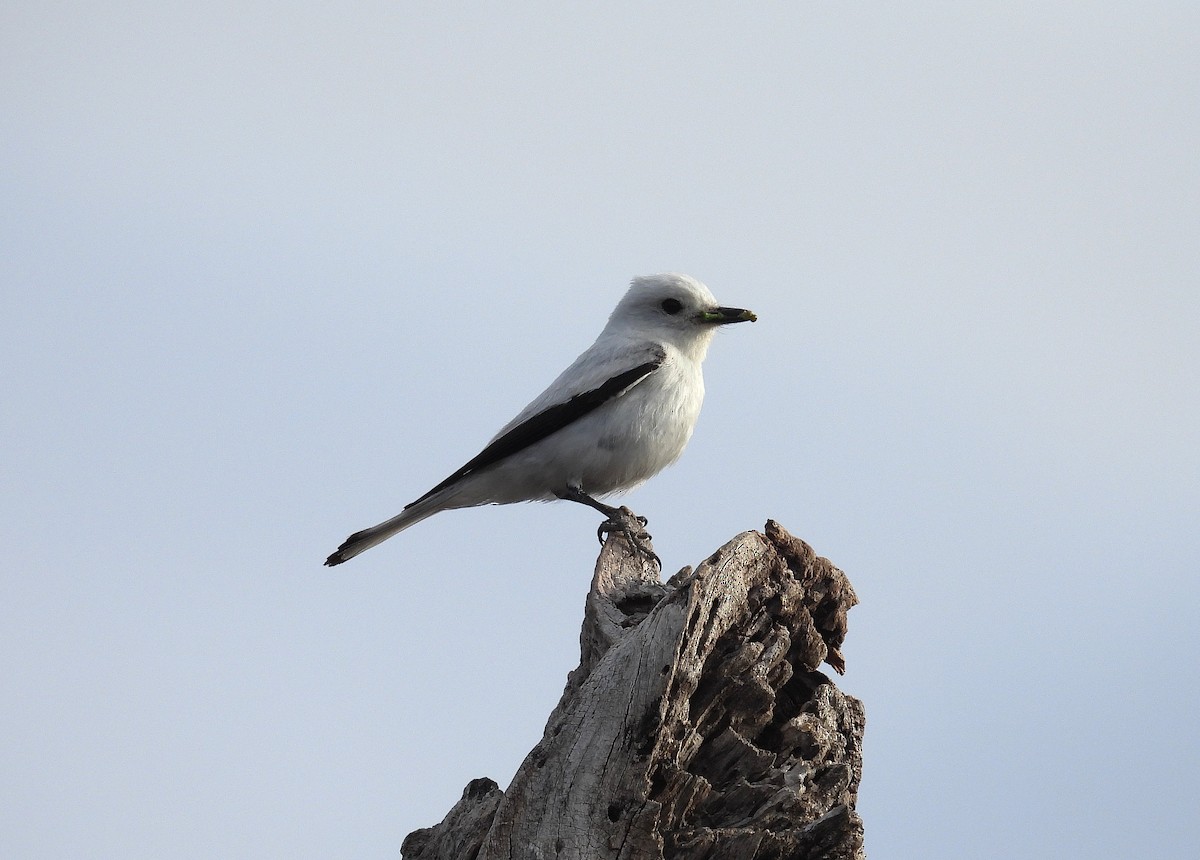 White Monjita - ML646937153