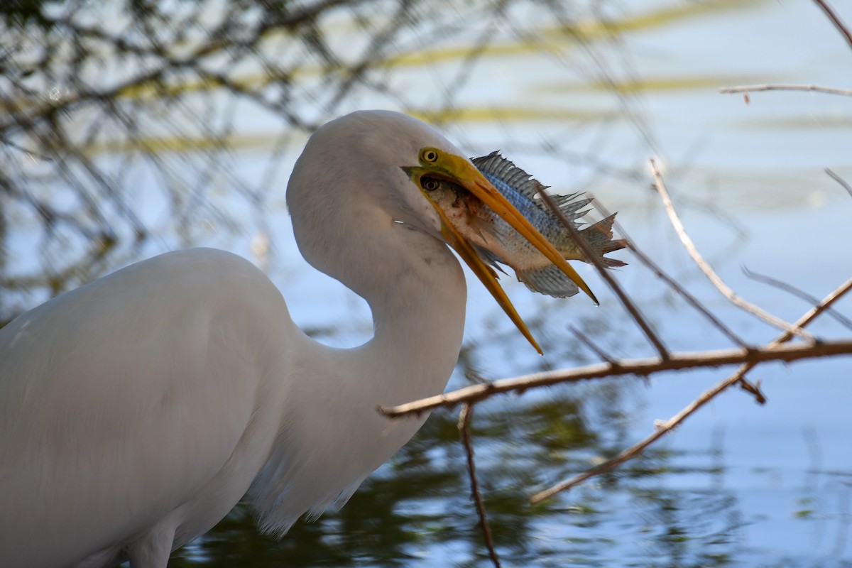 Great Egret - ML646937154