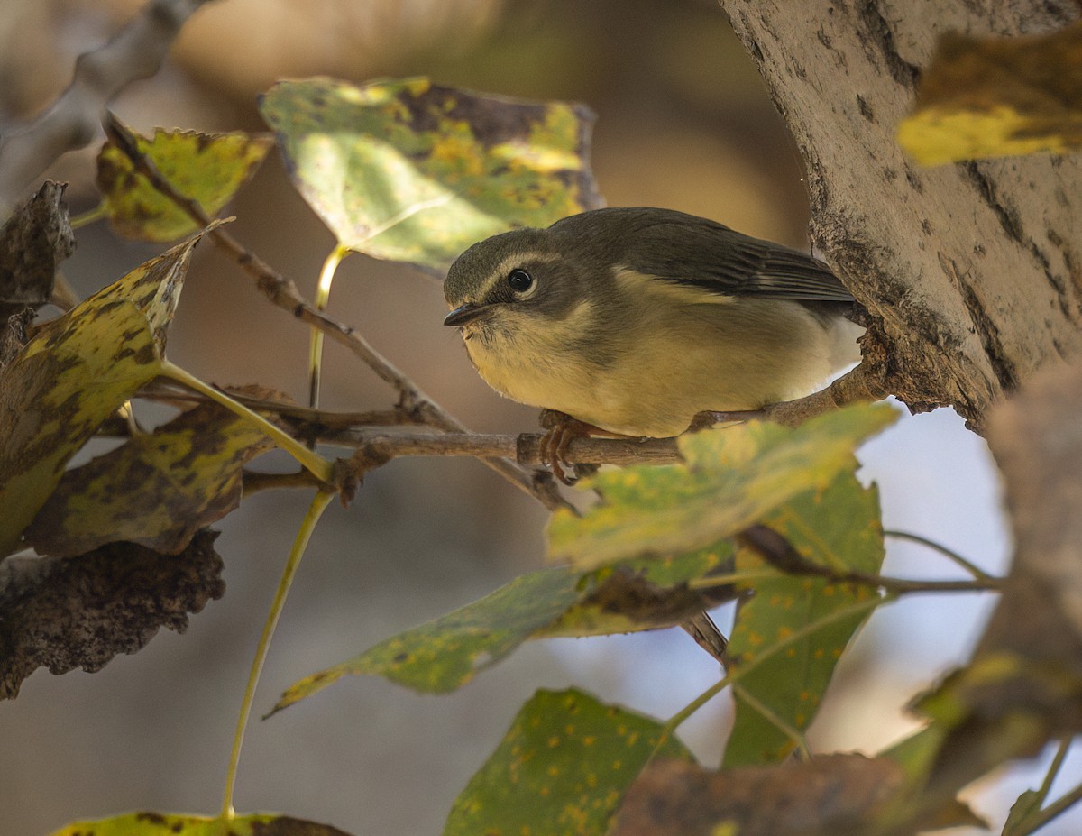 lesňáček modrohřbetý - ML646937158