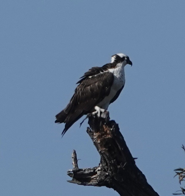 Osprey - ML646937165