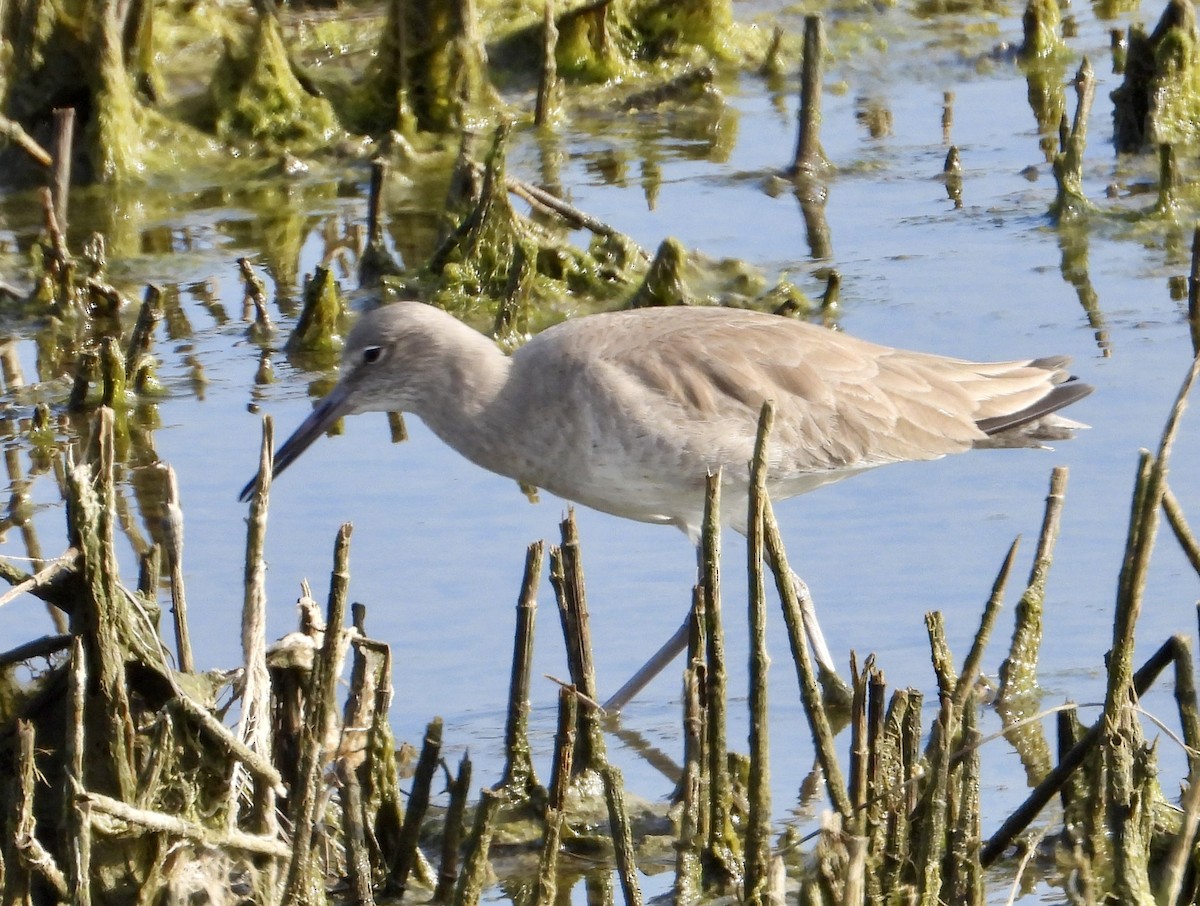 Willet - ML646937166