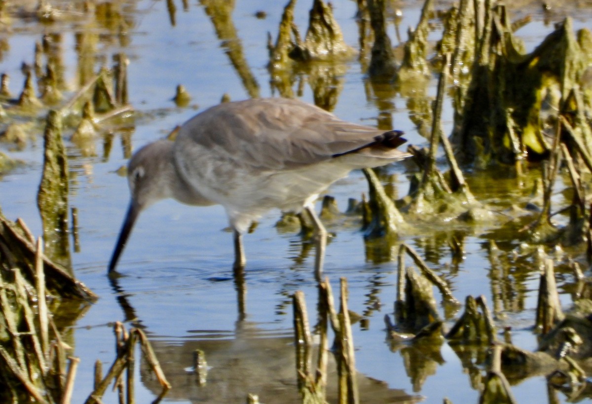 Willet - ML646937167