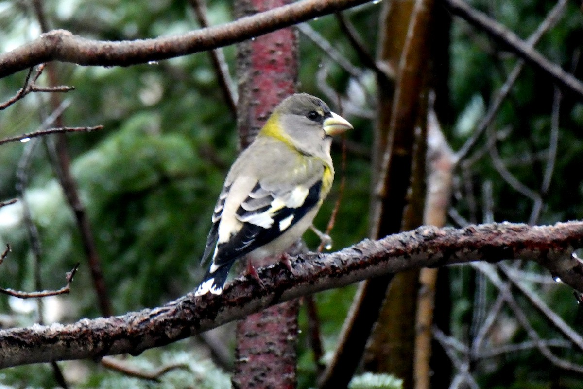 Evening Grosbeak - ML646937168