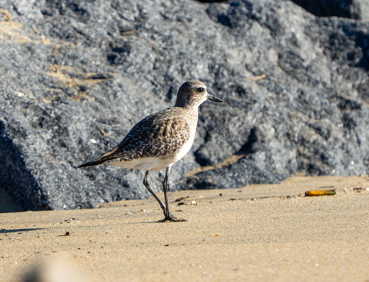Black-bellied Plover - ML646937170