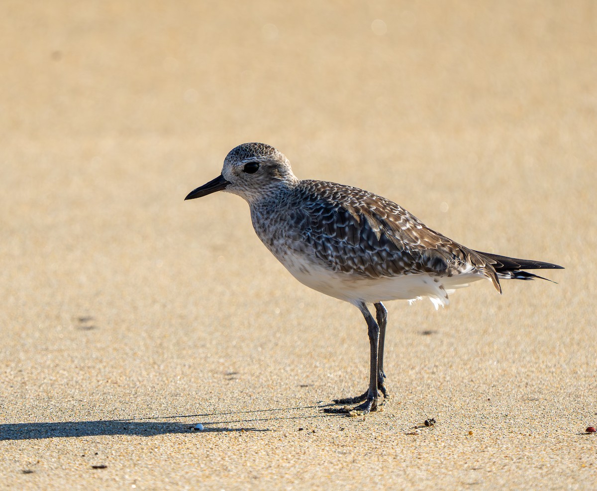 Black-bellied Plover - ML646937173