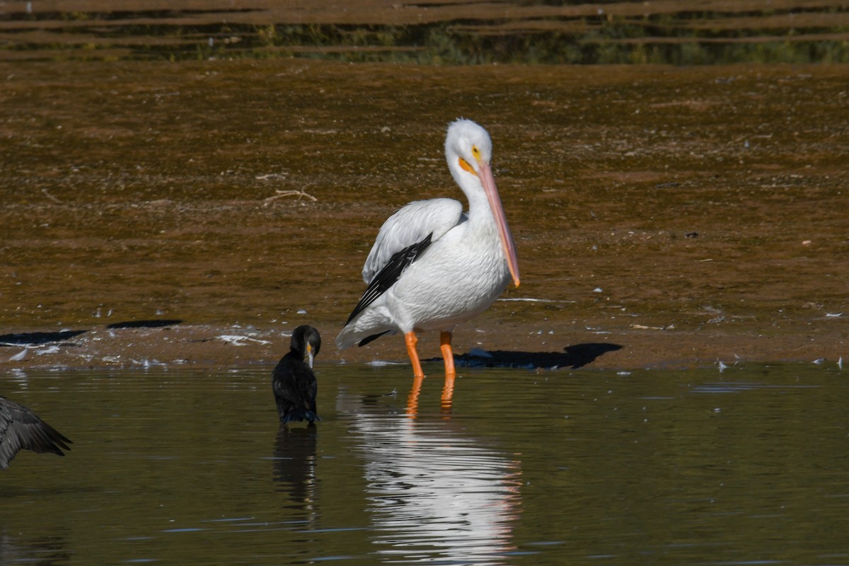 American White Pelican - ML646937175