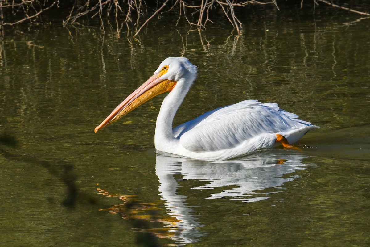 American White Pelican - ML646937176