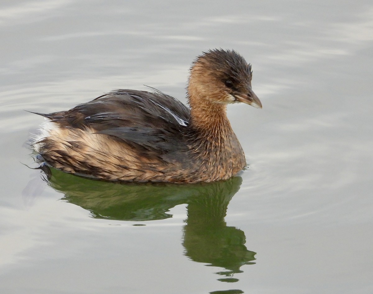 Pied-billed Grebe - ML646937183