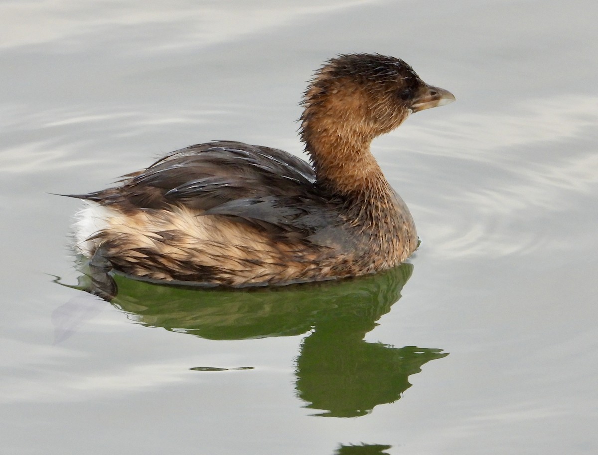 Pied-billed Grebe - ML646937184