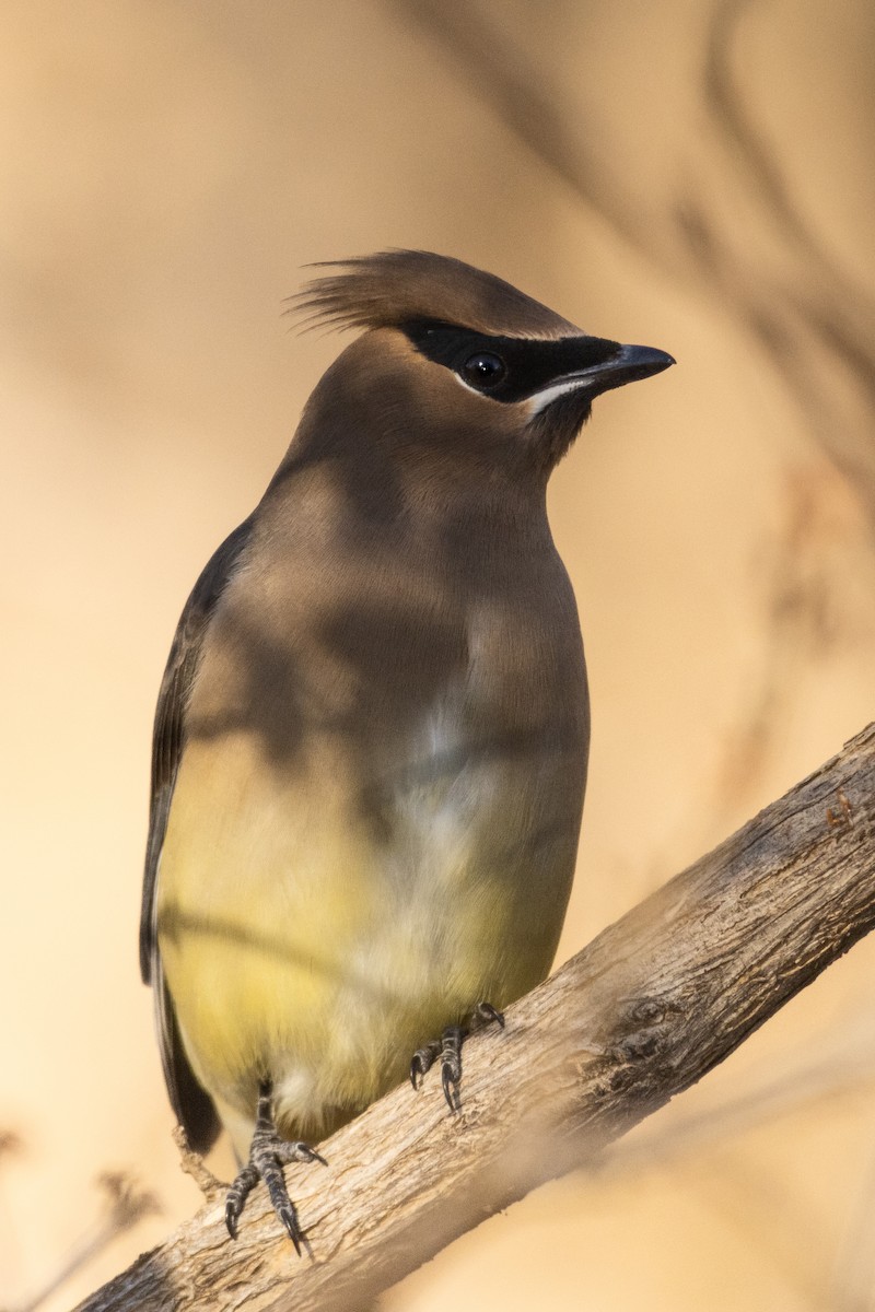 Cedar Waxwing - ML646937185
