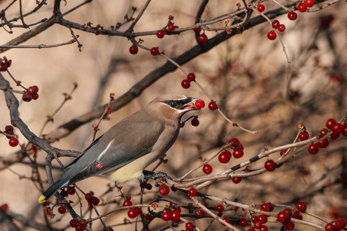 Cedar Waxwing - ML646937186