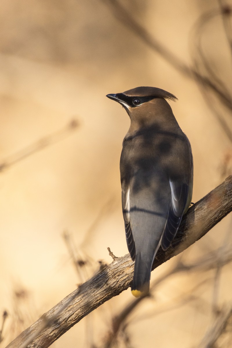 Cedar Waxwing - ML646937187