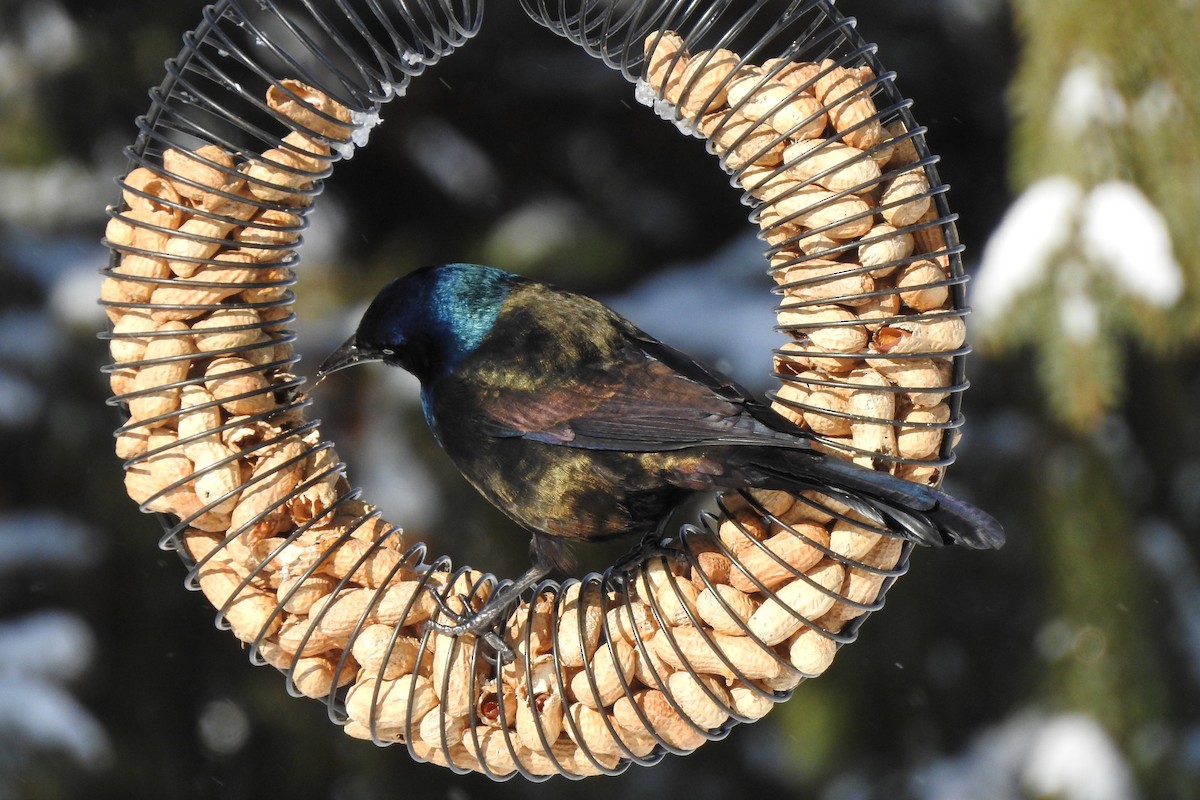 Common Grackle - ML646937199