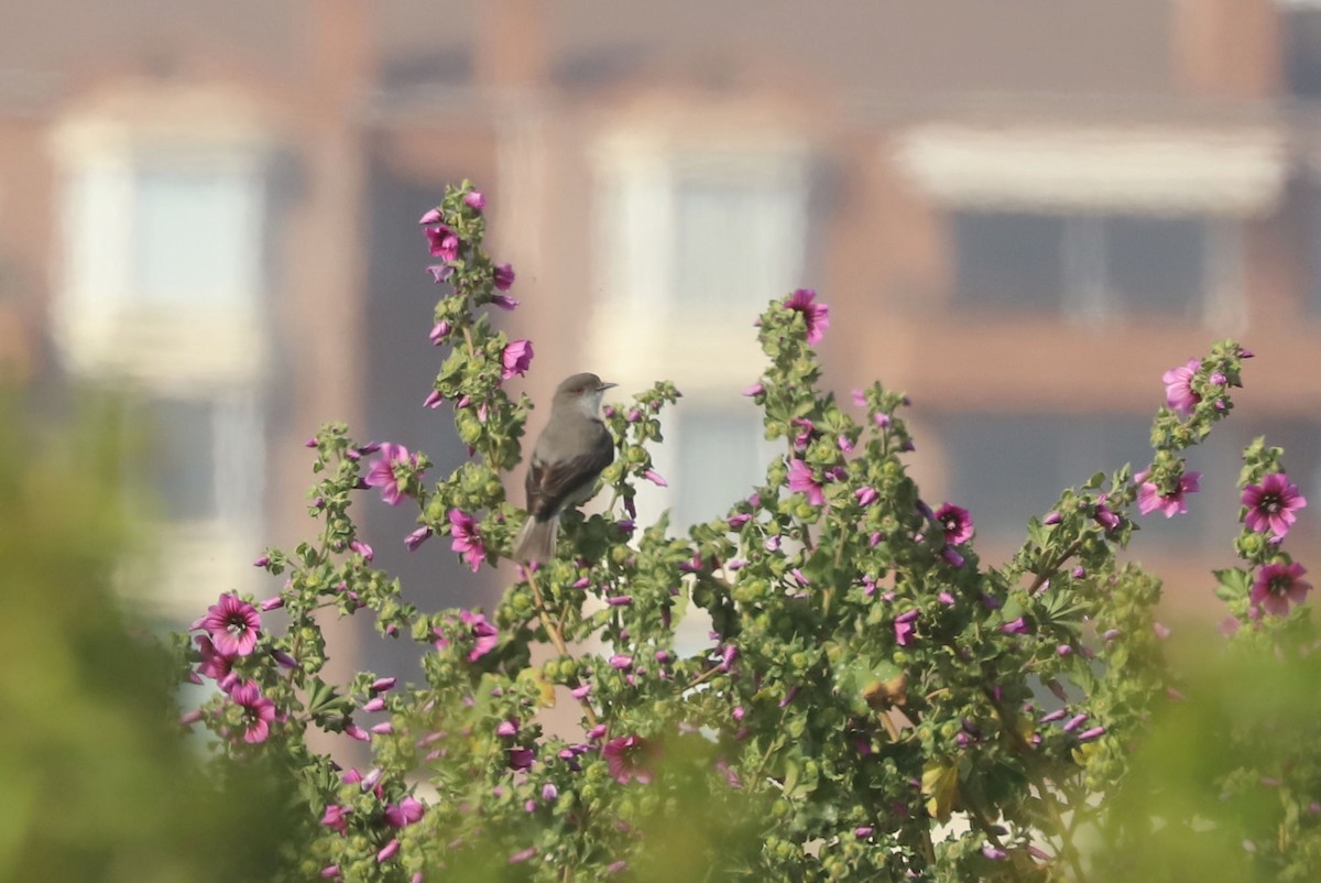 Fire-eyed Diucon - ML646937200