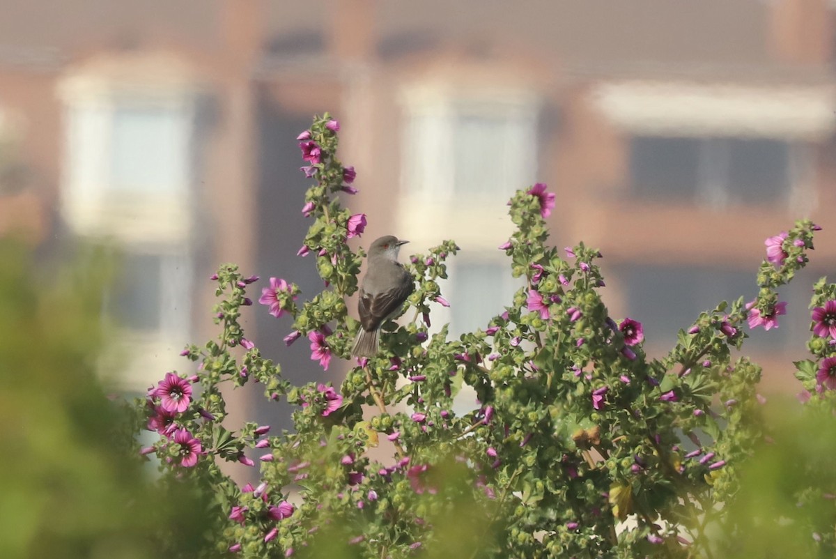 Fire-eyed Diucon - ML646937201