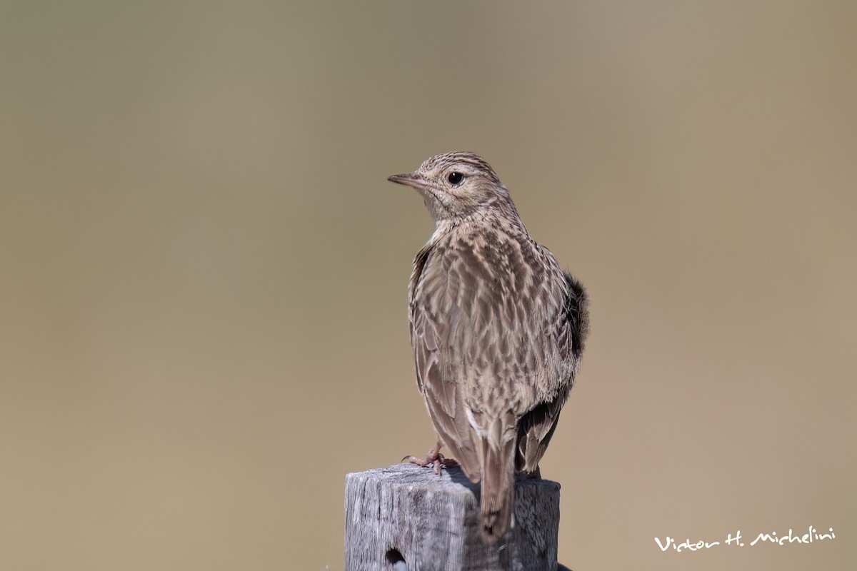 Short-billed Pipit - ML646937203