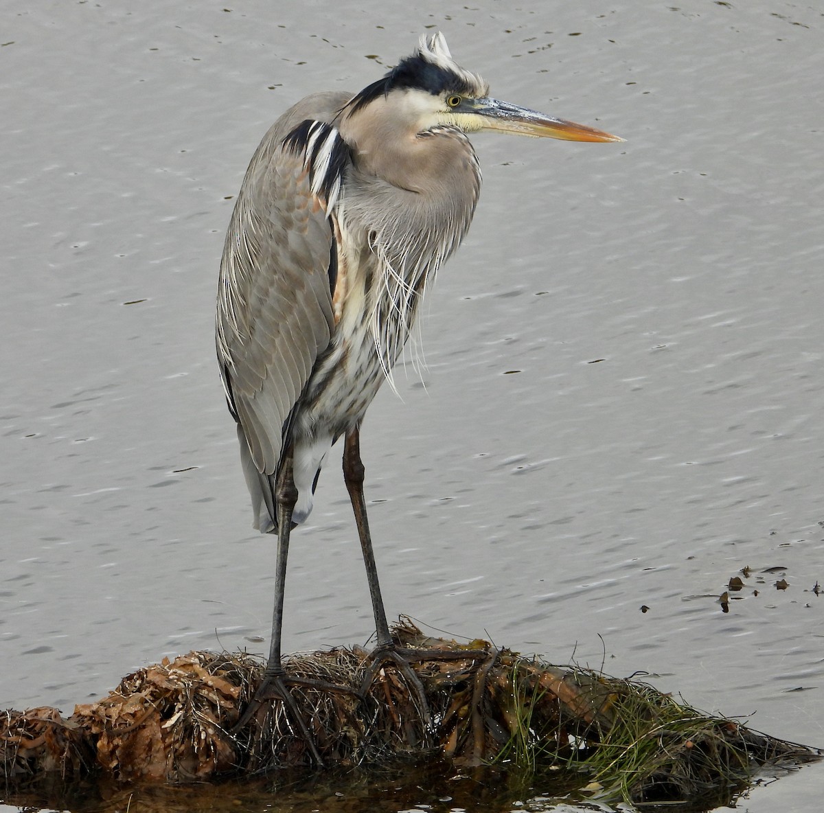Great Blue Heron - ML646937204