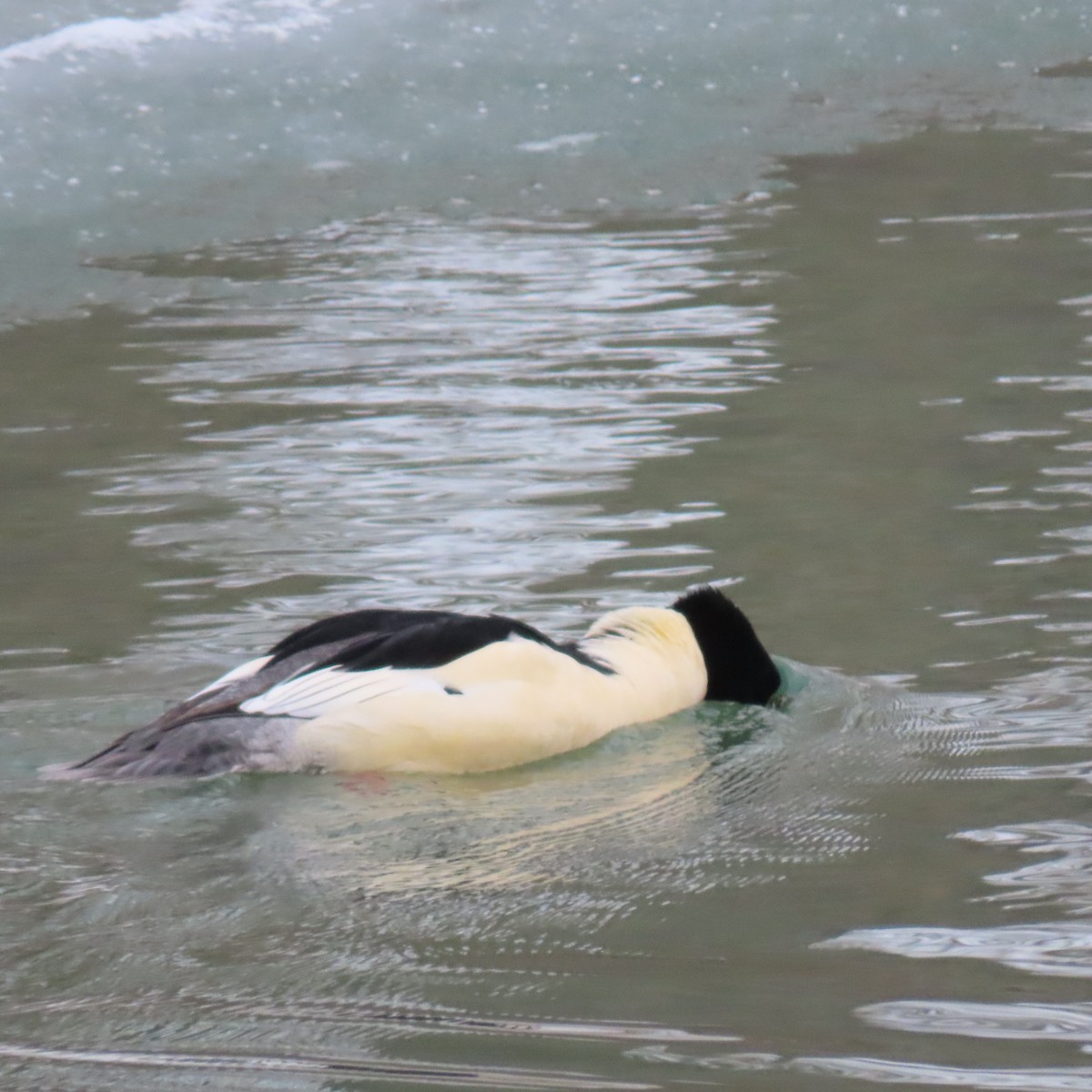 Common Merganser - ML646937208