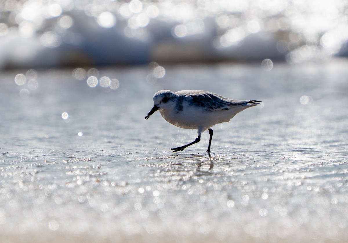 Sanderling - ML646937209