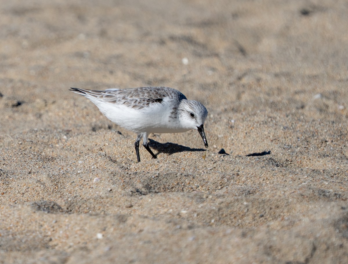 Sanderling - ML646937210